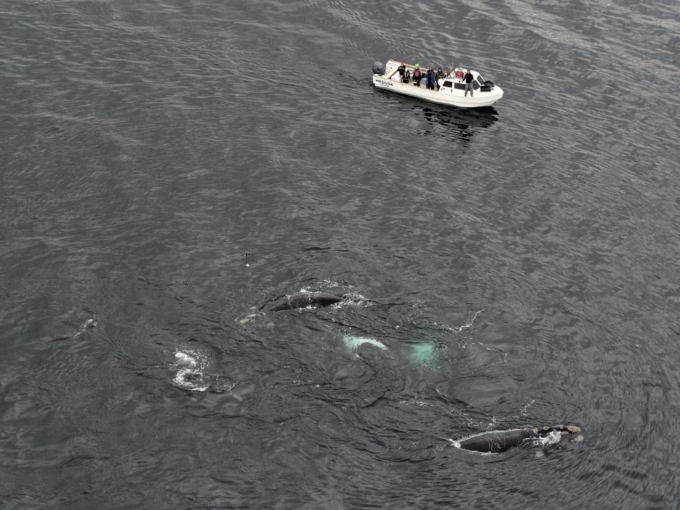 Imagen de archivo de ballenas.