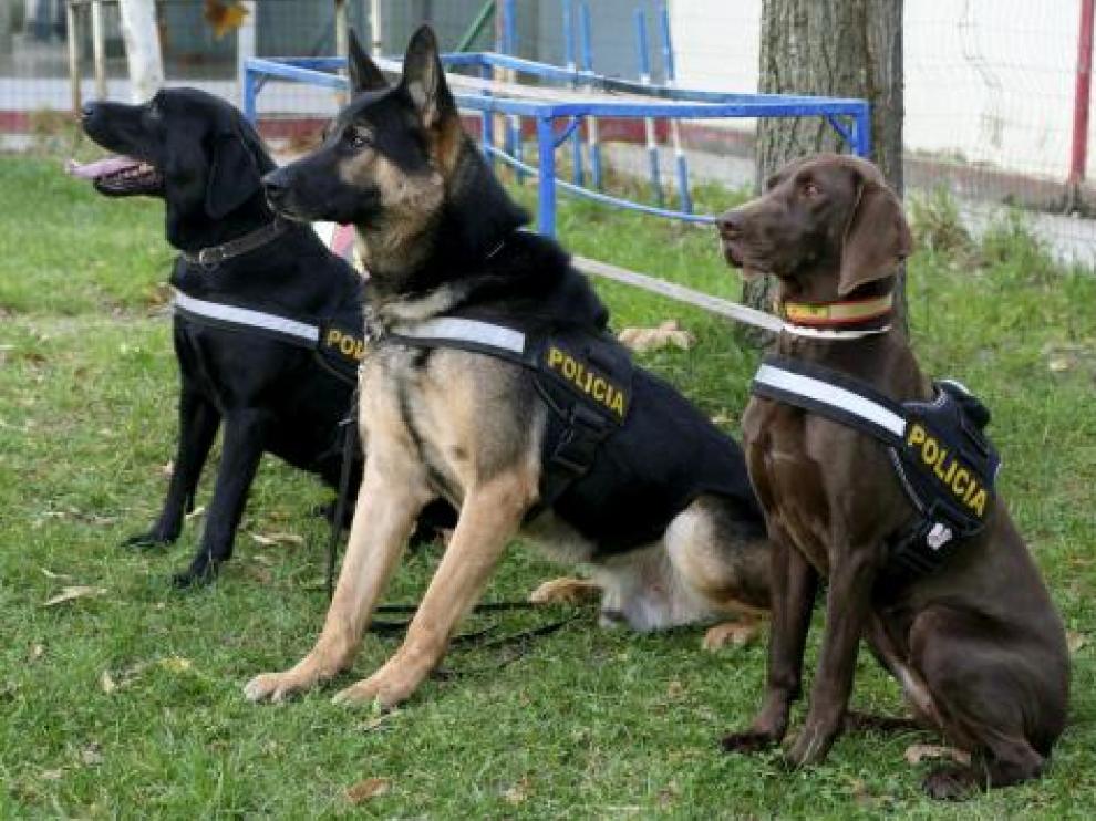 Imagen de archivo de perros policía.