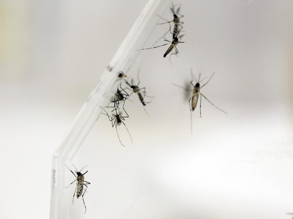 Aedes Aegypti, mosquito que propaga el dengue.