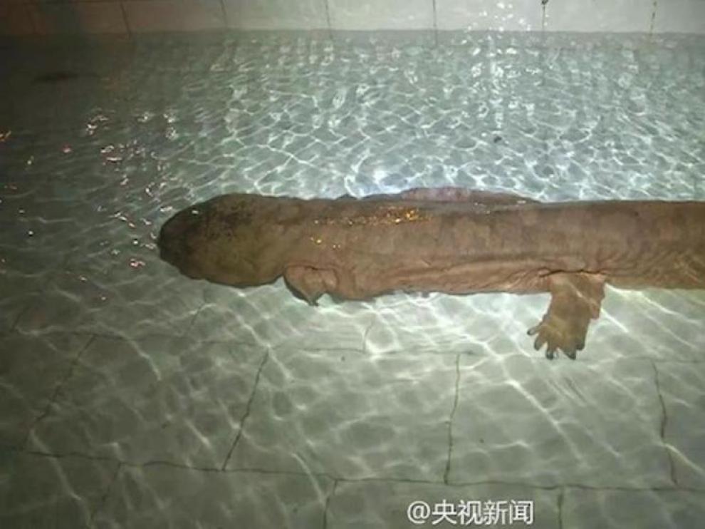 La salamandra china que nació hace más de 200 años.