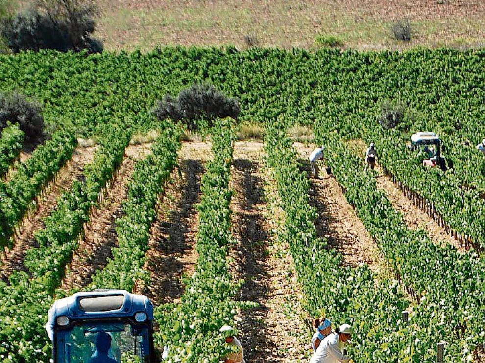 Viñedos de la partida Purruego de Secastilla (Huesca).