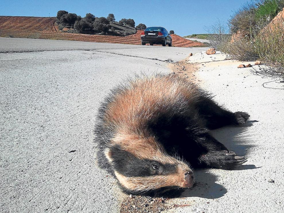Tejón atropellado en la carretera de Berlanga de Duero.