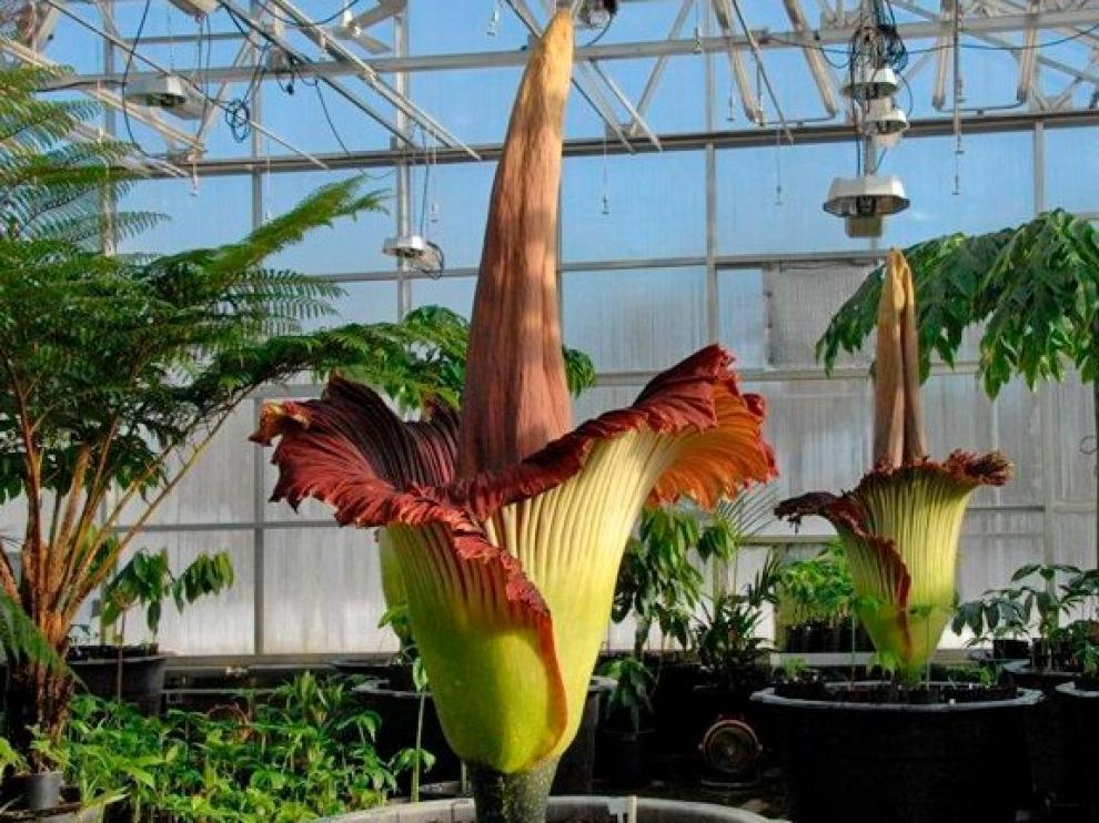 Imagen de una planta Amorphophallus titanum.