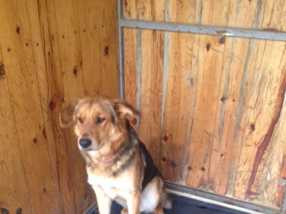 En la imagen, Tauste, uno de los perros que busca dueño, del Centro de Protección Animal