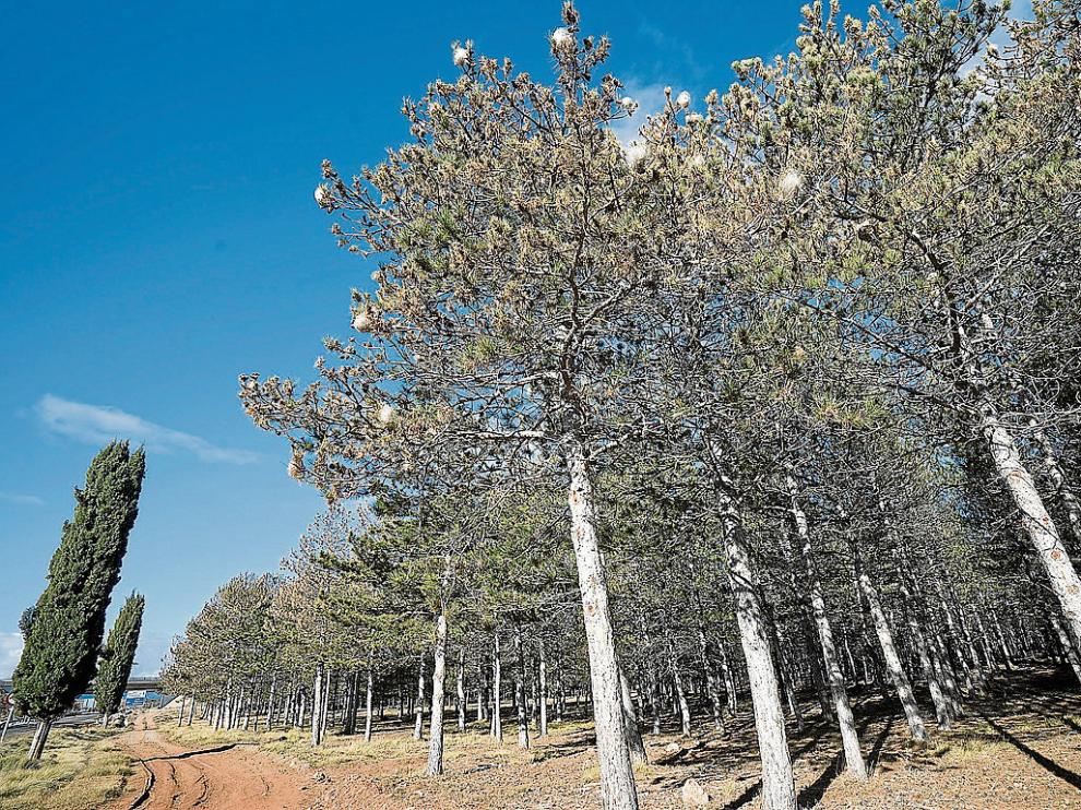 Bosque afectado por el ataque de la procesionaria en la sierra de Gúdar.