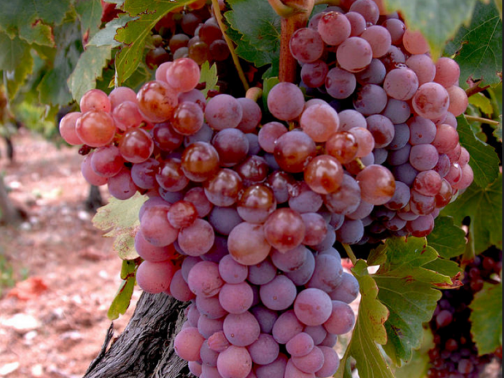 Garnacha roja.