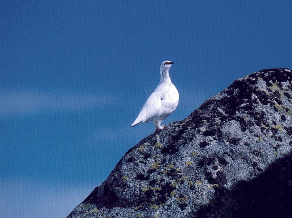 Imagen de lagópodo alpino o perdiz nival con el plumaje blanco, lo que en invierno le permite pasar desapercibida en las masas de nieve a los ojos de los depredadores.