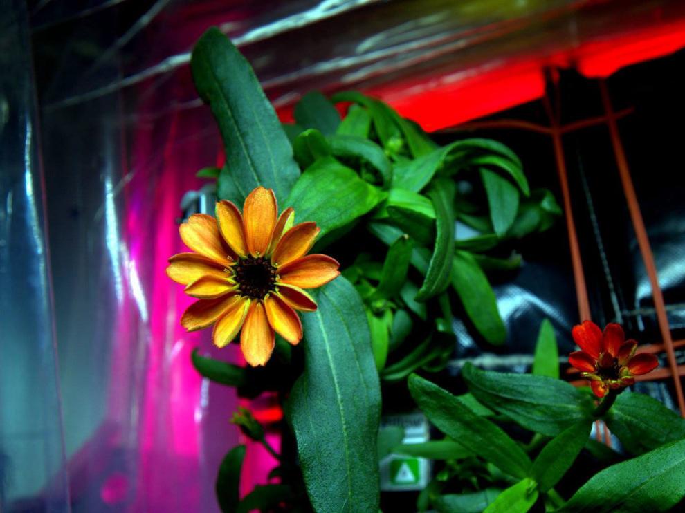 La NASA presenta las primeras fotos de flores en la EEI