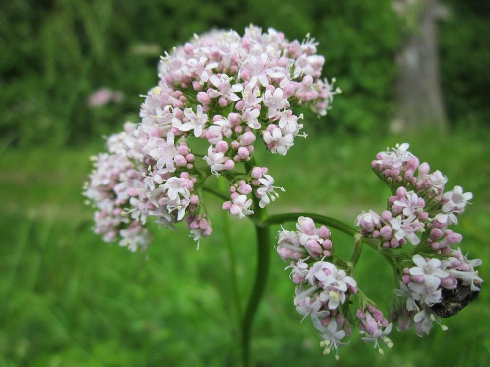 Plantas medicinales como la valeriana forman parte de la botica tradicional.