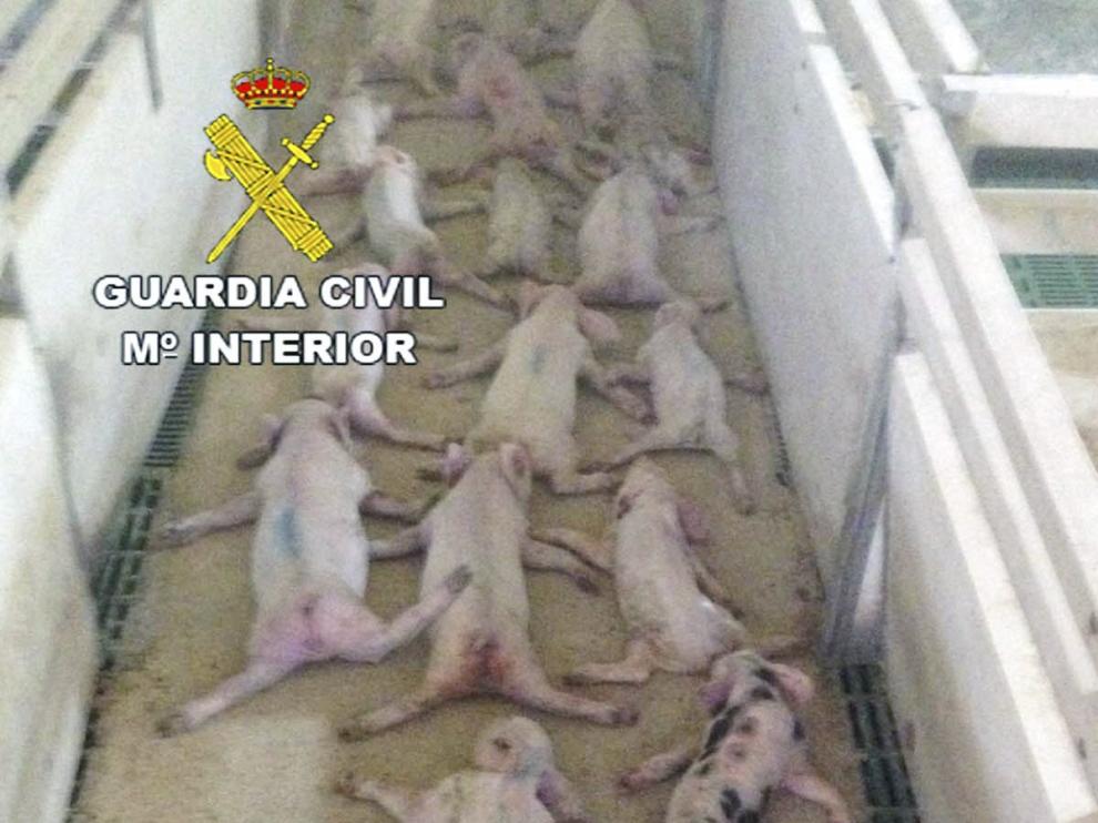 Algunos de los lechones muertos.