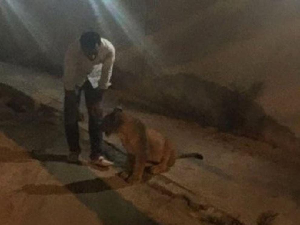 El león, capturado en las calles de Dubái