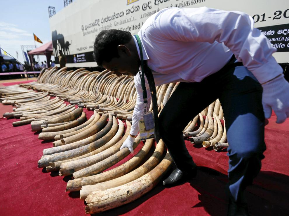 Un total de 359 colmillos de elefante son expuestos ante la prensa antes de ser destruidos en Galle Face Green en Colombo
