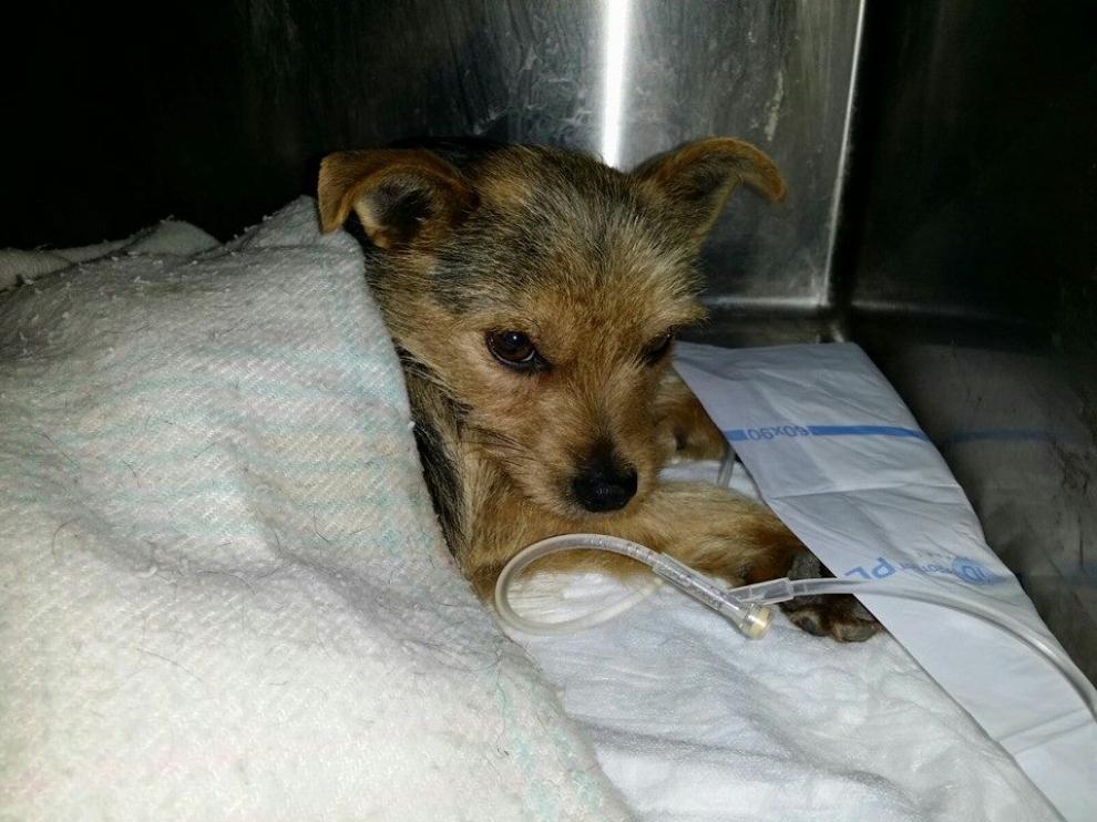 Pipo continúa ingresado en la clínica veterinaria