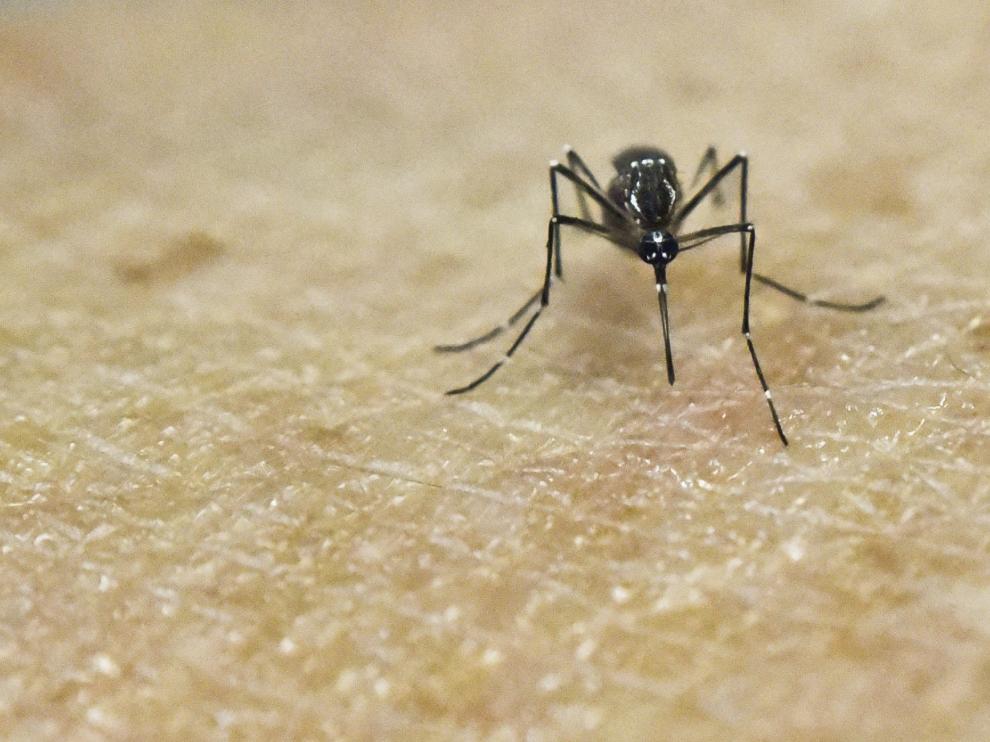 Un mosquito transmisor de la enfermedad en un estudio médico en Colombia