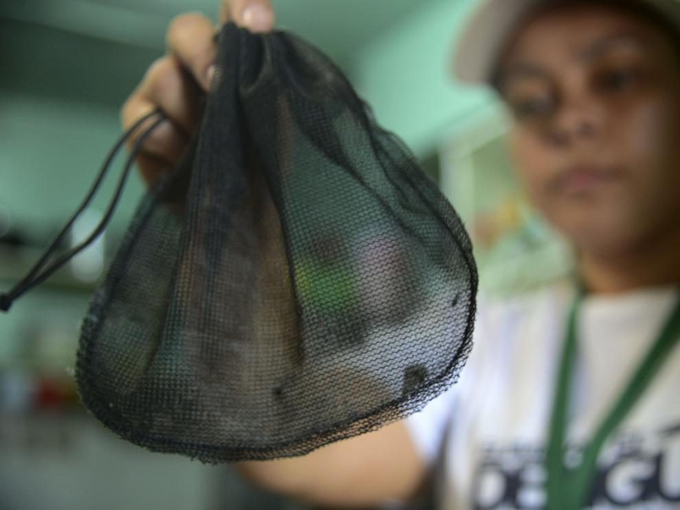 El Aedes aegypti encendió las alarmas en septiembre pasado cuando las autoridades sanitarias identificaron un aumento de los casos de microcefalia.