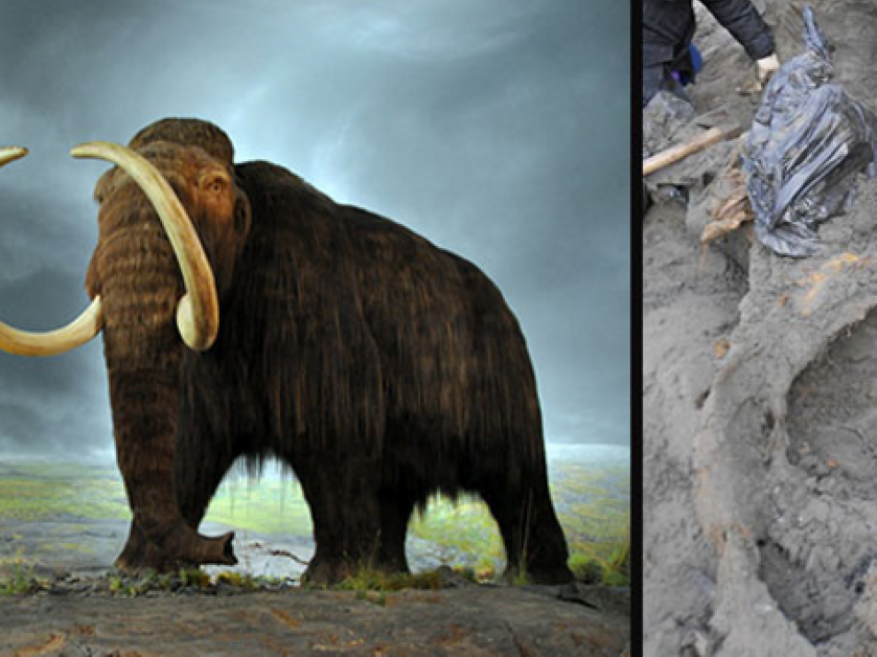 Un mamut desvela que los hombres llegaron al Ártico mucho antes de lo que se pensaba