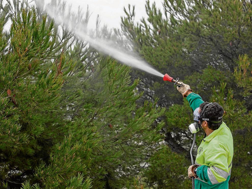 Un trabajador de Cadrete fumiga pinos esta semana.