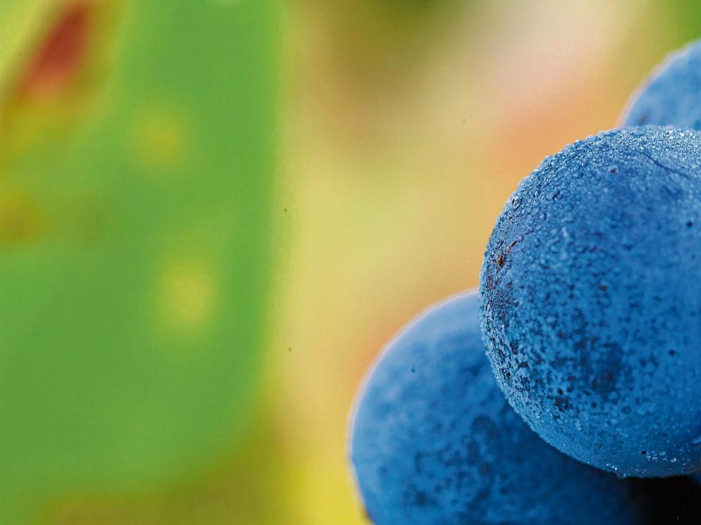 Un racimo de uvas de garnacha de Campo de Borja en plena madurez.