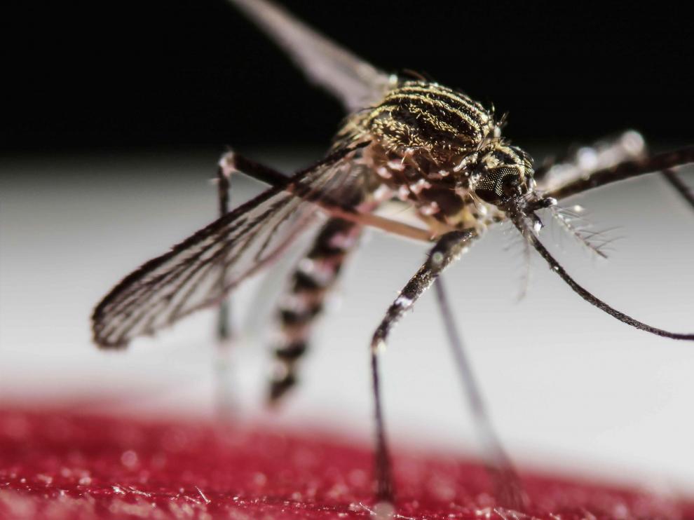 La fiebre por virus del Zika es una enfermedad viral, transmitida por mosquitos del género 'Aedes'.