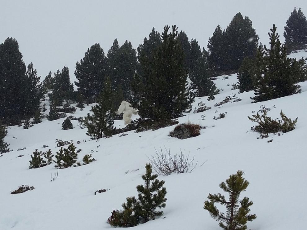 El supuesto Yeti en Formigal