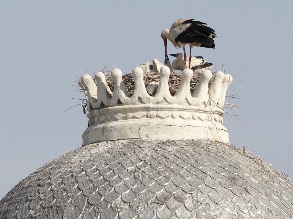 Una cigüeña, en la plaza de España de Zaragoza