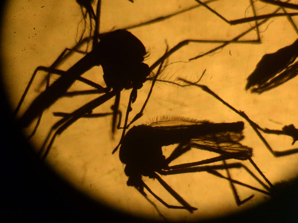 Portadores del virus Zika.