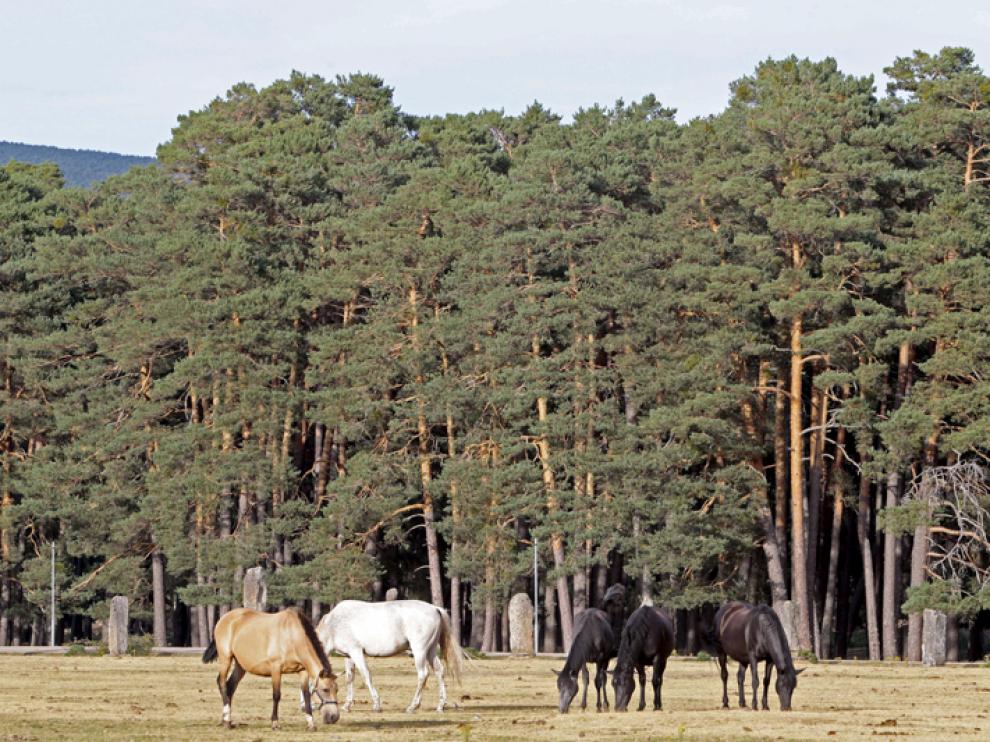 Paisaje de pinos en la comarca soriana de Pinares.