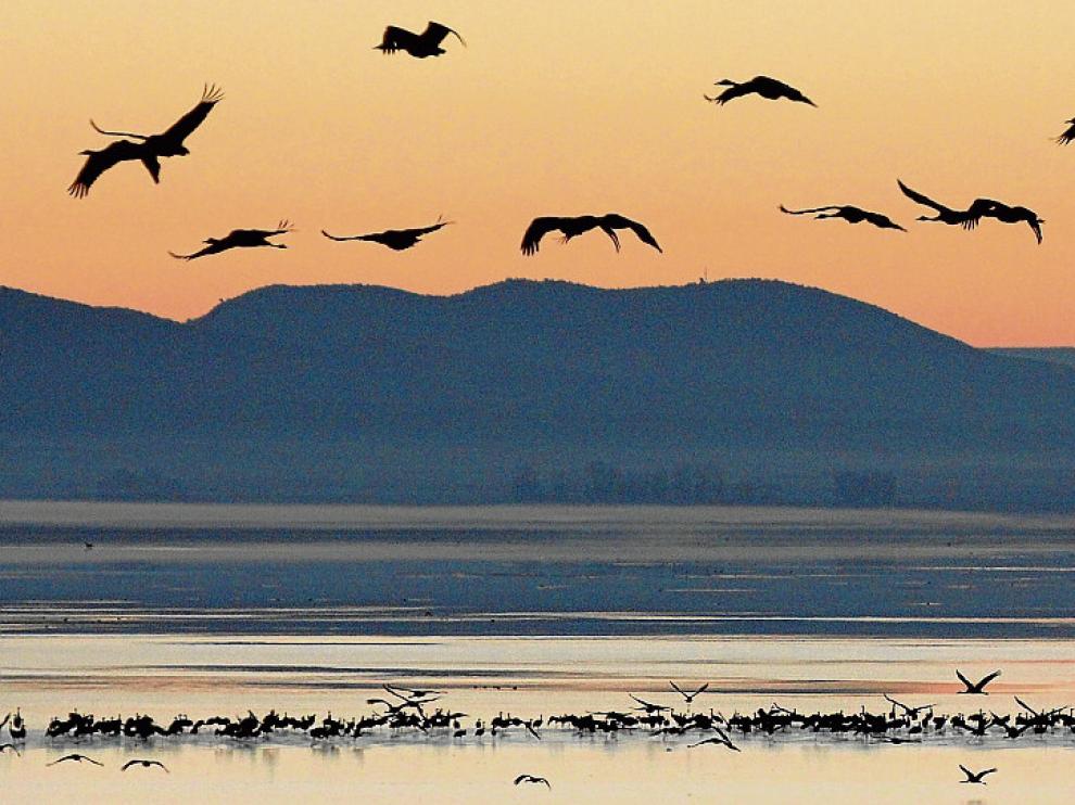 Una vista panorámica de la laguna de Gallocanta, con cientos de grullas, al amanecer.