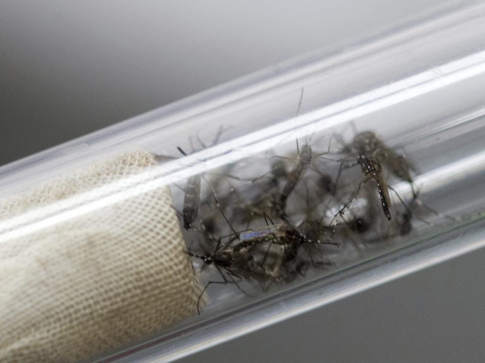 El zika es una enfermedad viral, transmitida por mosquitos del género 'Aedes'.