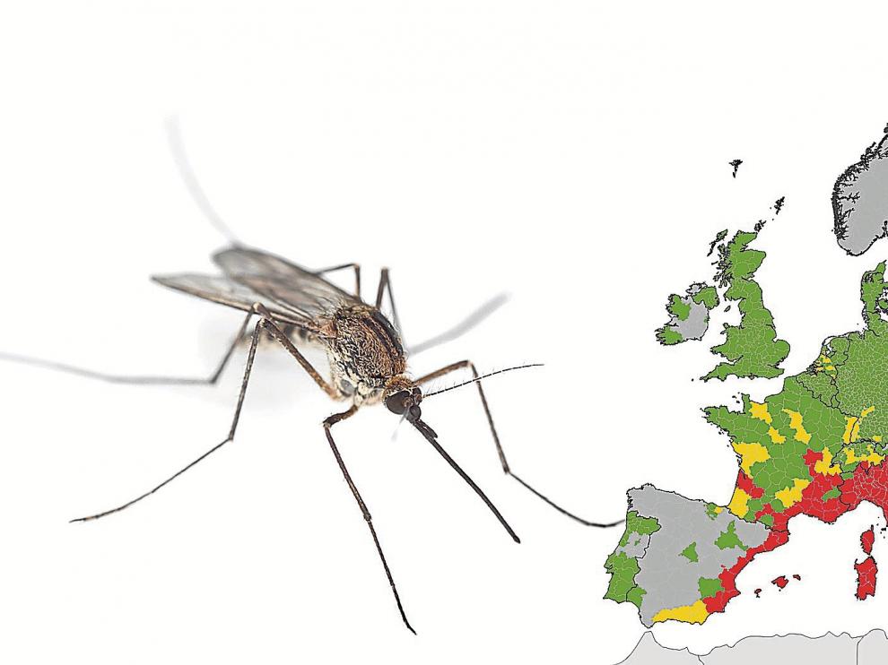 El virus zika se propaga a través de la picadura de dos mosquitos: el 'Aedes aegypti' y el 'Aedes albopictus'.