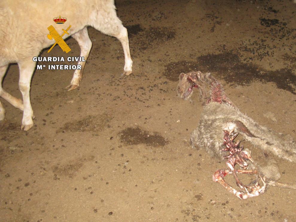 En el interior de la nave encontraron cadáveres de ovejas en diferentes estados de putrefacción.