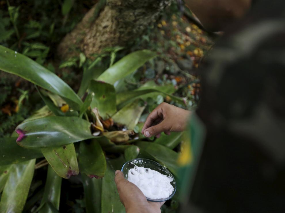 Hay soluciones sencillas como poner arena o sal en los platos de las macetas, para que no se encharquen.