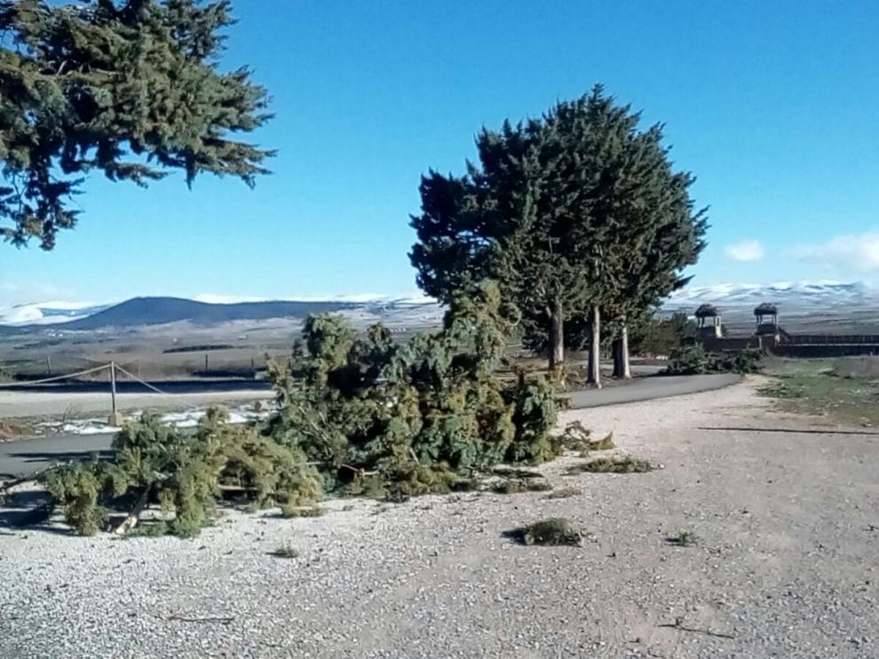 Algunas de las ramas caidas en el acceso interior del Yacimiento de Numancia