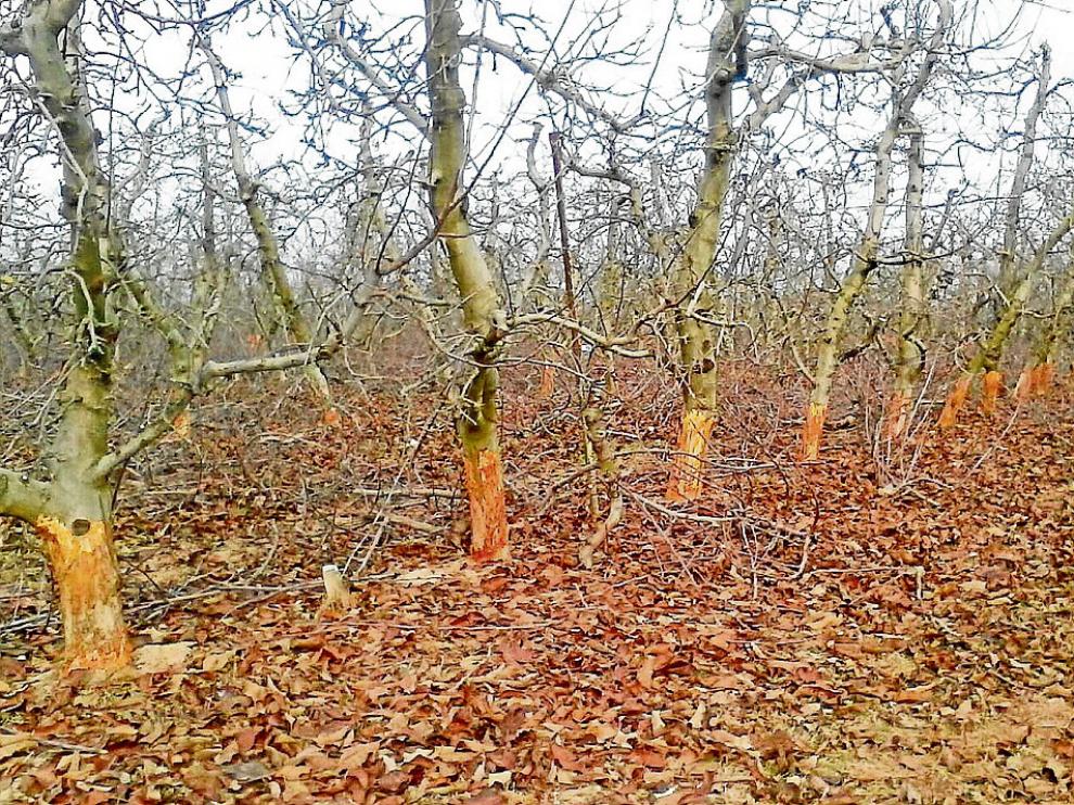 Los conejos han pelado la parte inferior de los troncos de los frutales en una finca de Épila.