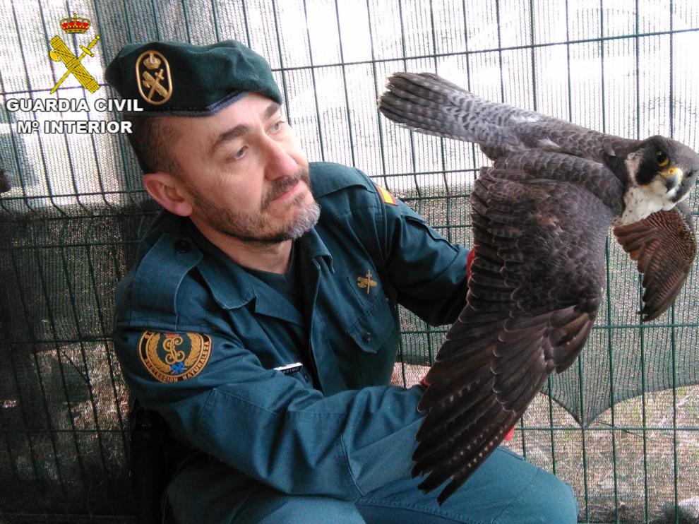 Un agricultor lo encontró en el paraje de los Mores en Torrevelilla.