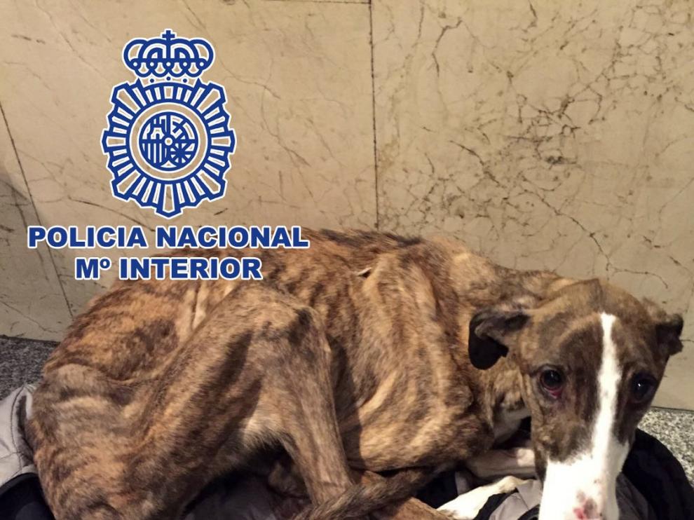 La perra fue encontrada malherida y malnutrida.
