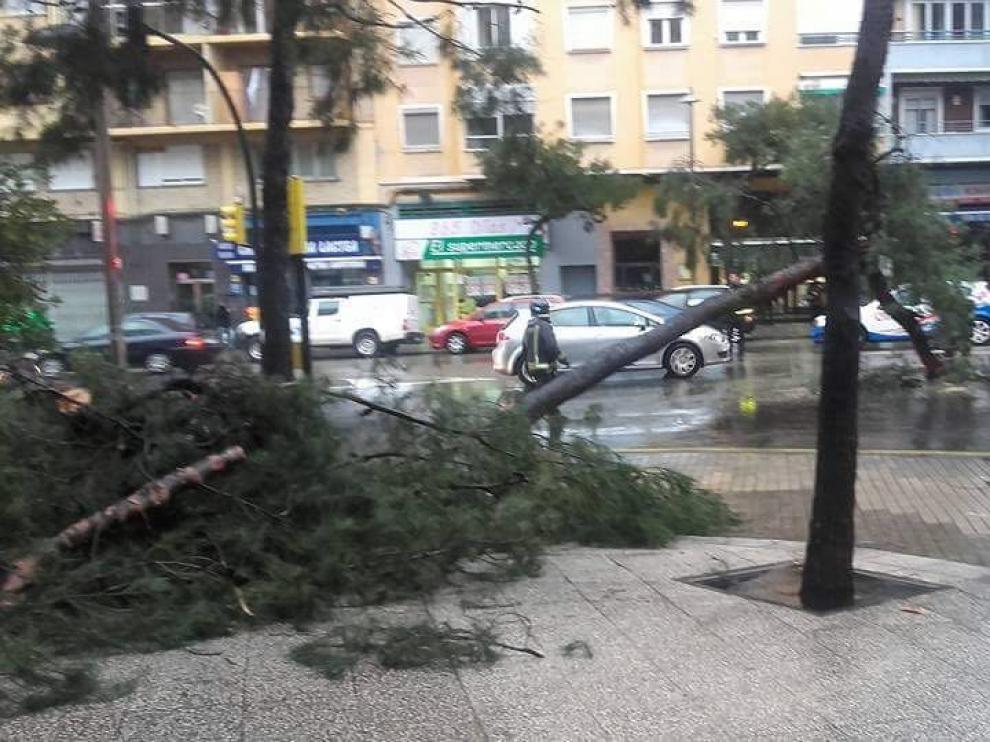 Árbol caído en la calle de Rioja con Julián Sanz Ibáñez