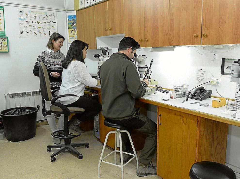 La responsable del laboratorio, al fondo, con técnicos del centro ante los microscopios.