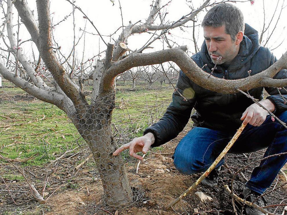 Sergio de Dios muestra la malla colocada en los árboles de su finca y sostiene una rama dañada.