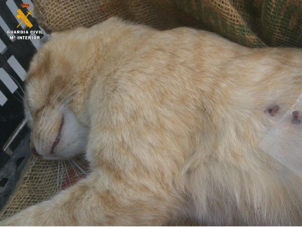 El investigado disparo al menos a cuatro gatos.
