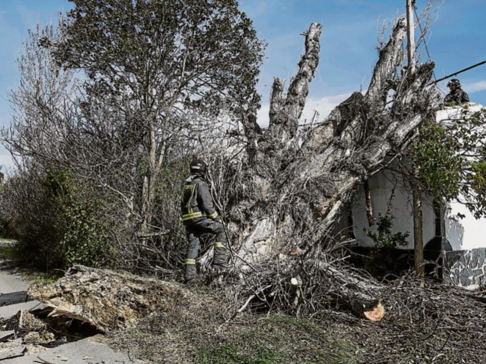 Los bomberos talaron el árbol histórico en Montañana que cayó sobre la red y una casa.