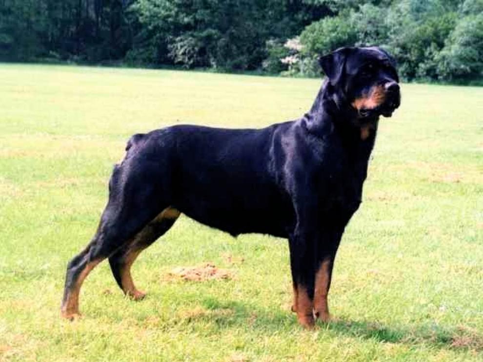 Un ejemplar de rottweiller, una de las razas consideradas potencialmente peligrosas.
