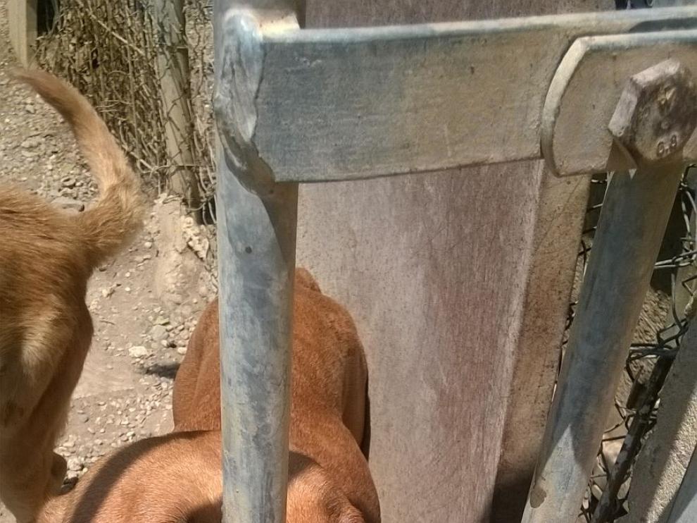 Cuarte de Huerva regula la tenencia de animales y mascotas