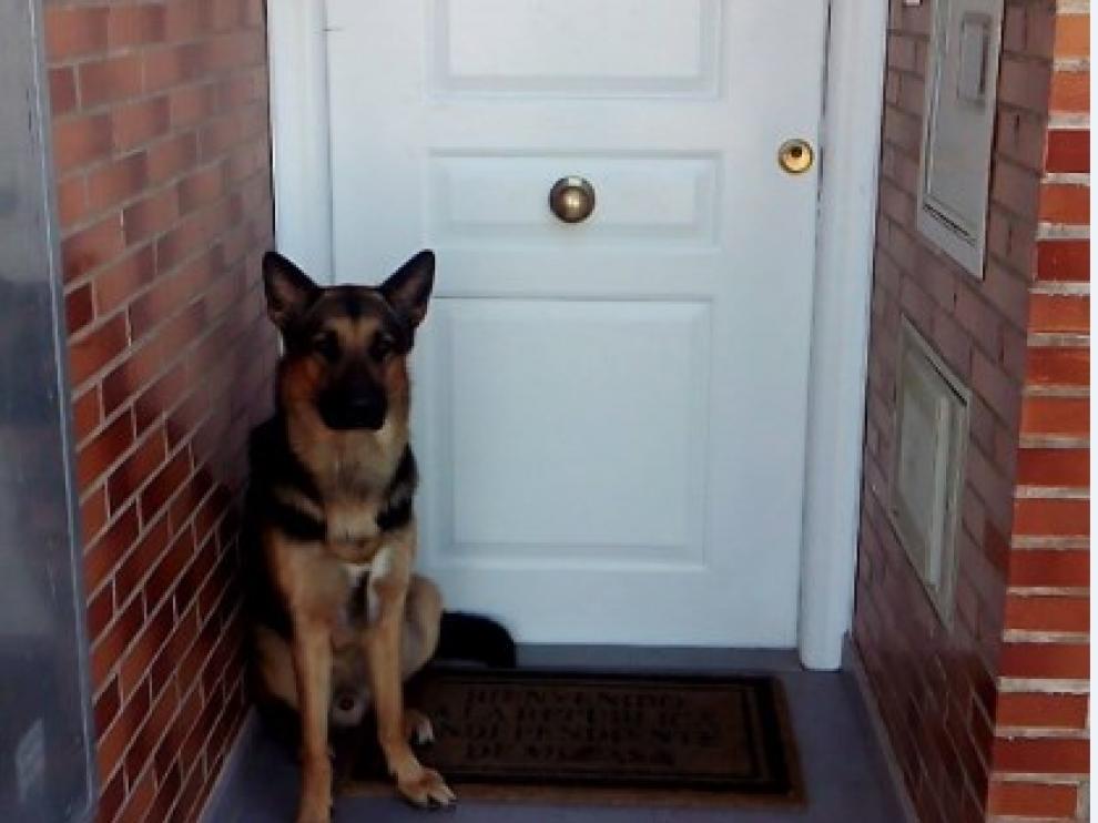 El perro que salvó la vida a su dueño en Sobradiel, a la puerta de su casa.