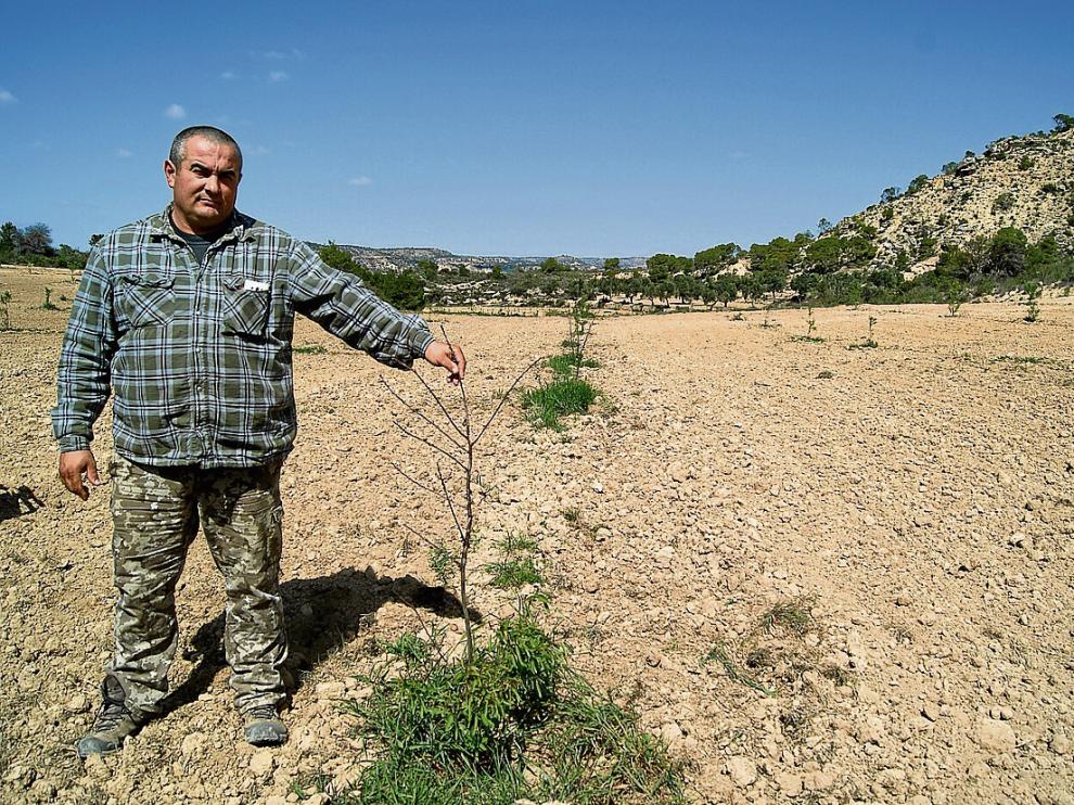 Raúl Torner muestra los daños causados por las cabras en su plantación de almendros.