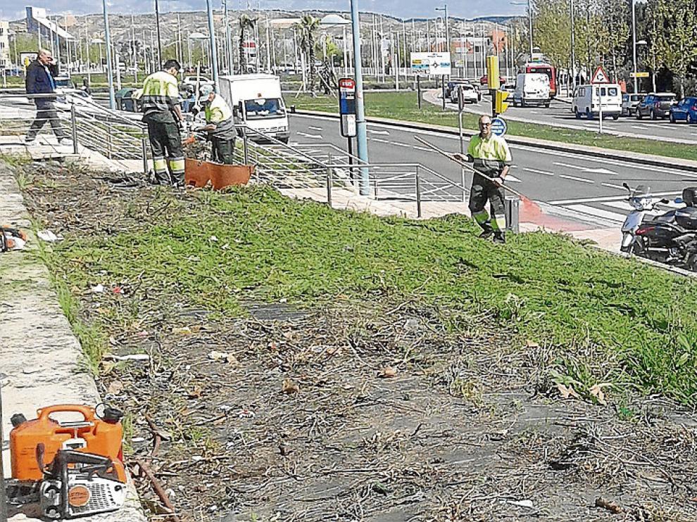 Los operarios municipales arrancaban ayer las plantas autóctonas de la avenida de José Atarés.