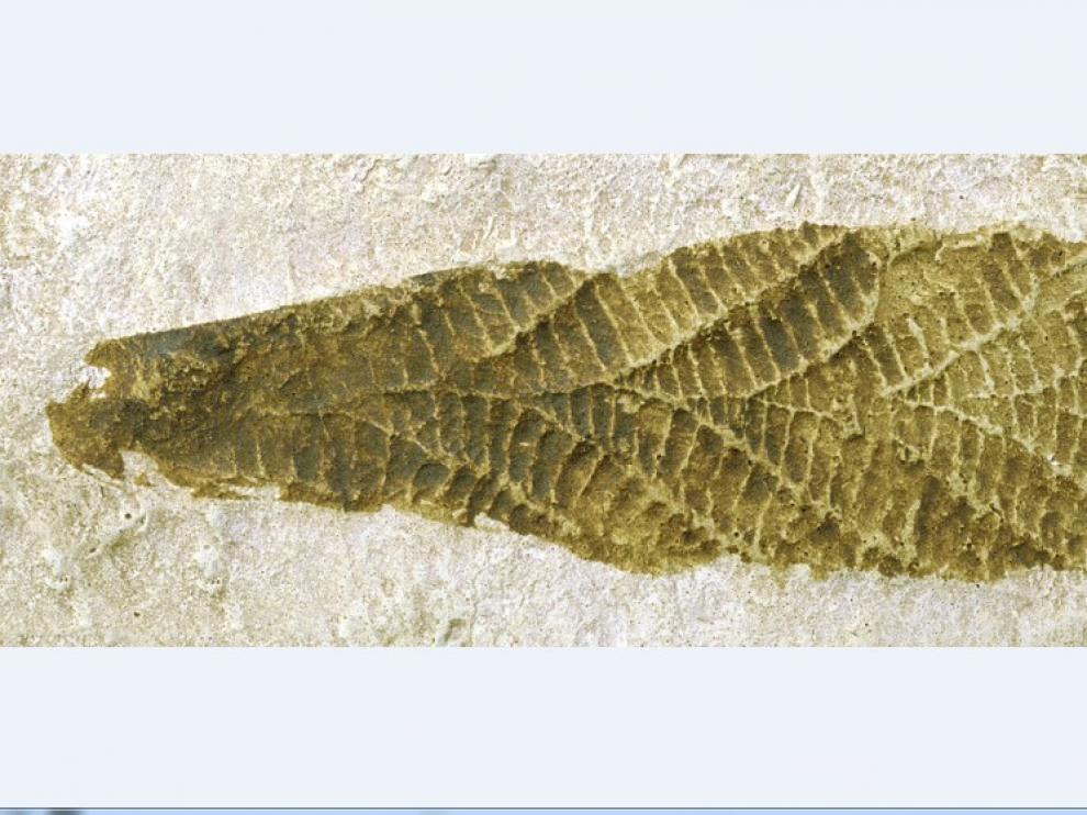 Charnia masoni. Precámbrico Hace 580 millones de años.