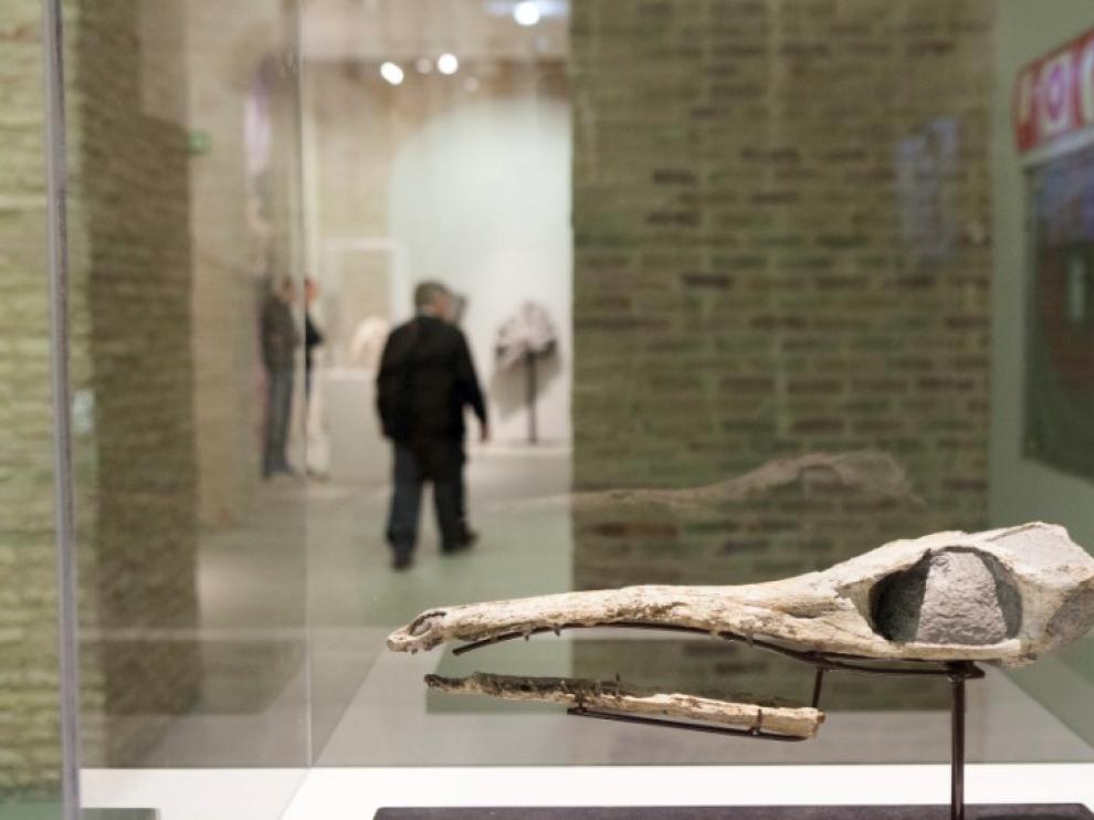 Maledictosuchus riclaensis. Jurásico Medio. Hace 165 millones de años