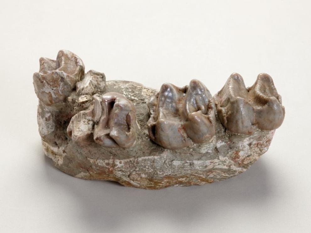 Deinotherium cuvieri, Villafeliche (Zaragoza). Aragoniense, Mioceno Hace 16,5 millones de años.