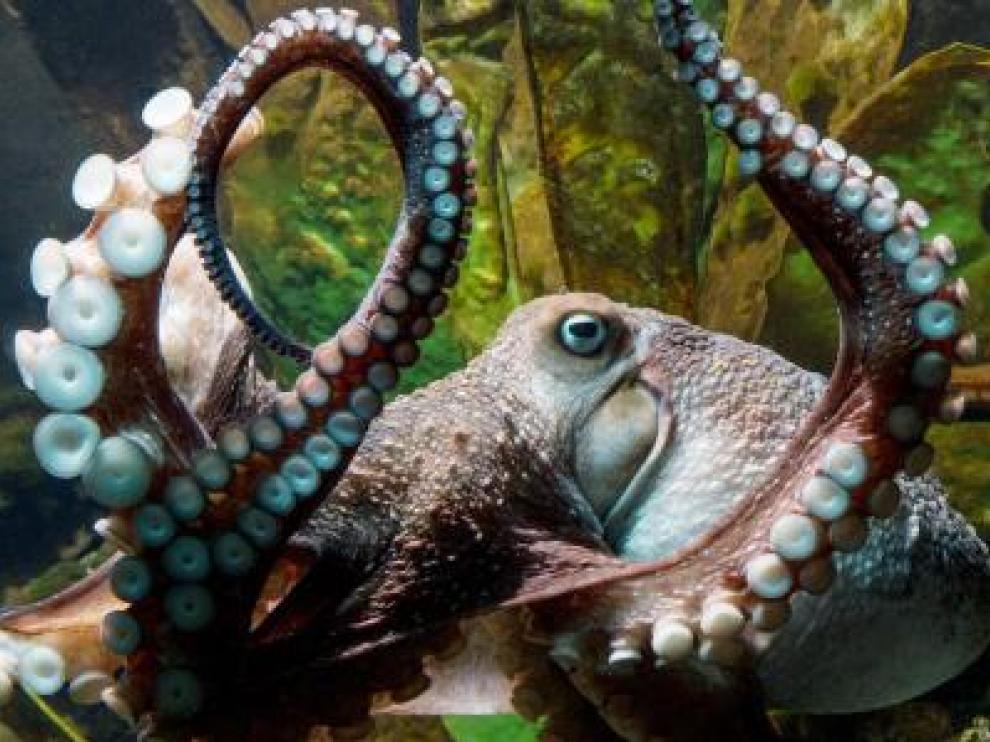 El pulpo Inky, en el Acuario Nacional de Nueva Zelanda, antes de protagonizar su gran evasión.